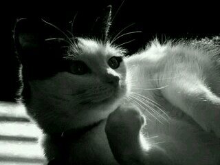 BouncePup's profile picture. She-cat, 6 moons. I have parents just dont know who they are.. I'm sweet & single! I'm a loner, thinking about joining PowerClan or PureClan!