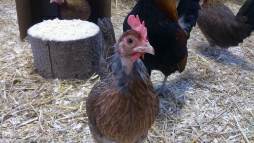 MariaHallenberg's profile picture. Gillar verkligen inte twitter. Det bor uppenbarligen en liten självplågare i mig...