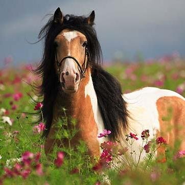 Soy una apasionada por los caballos y me encanta el chocolate.