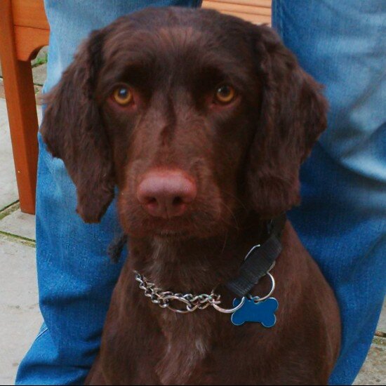 dexterbabykerry's profile picture. 