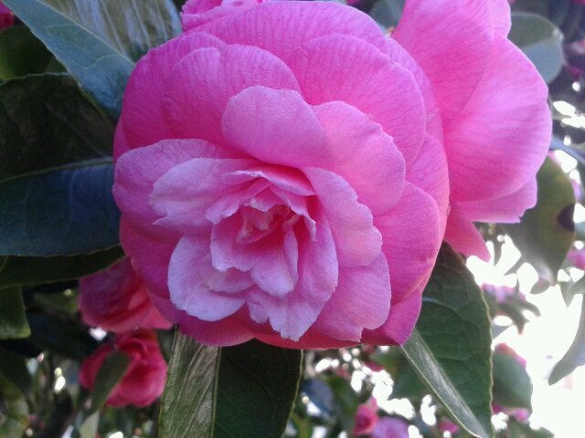 chiwaka's profile picture. 