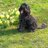 RupertTheDog_'s profile image