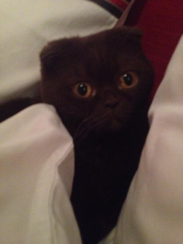 ChocoBeo's profile picture. Miaou , je suis le putain de chat de Andrea