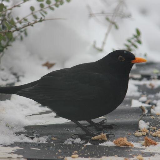 shirleyaudus's profile picture. 