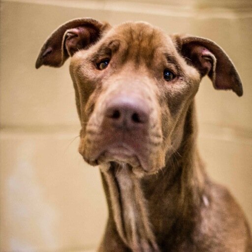 DestinyPibble's profile picture. I'm a young Pit Bull girl saved from starvation by ten simple words