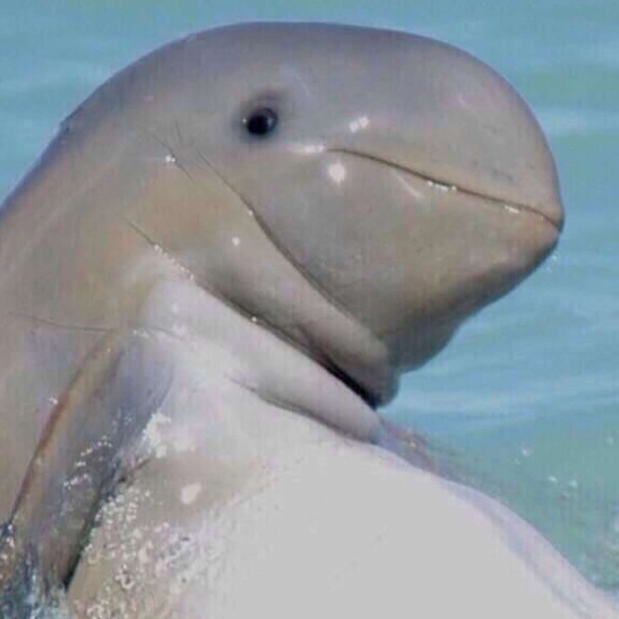 damnyoloswag's profile picture. boobs