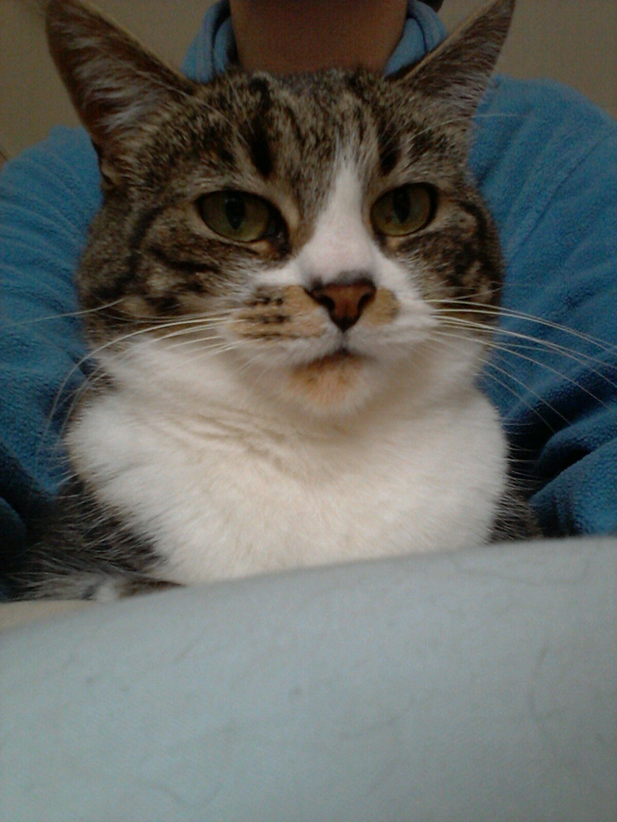 SCookefox's profile picture. 