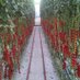 Croftpak Nurseries (@croftpak) Twitter profile photo
