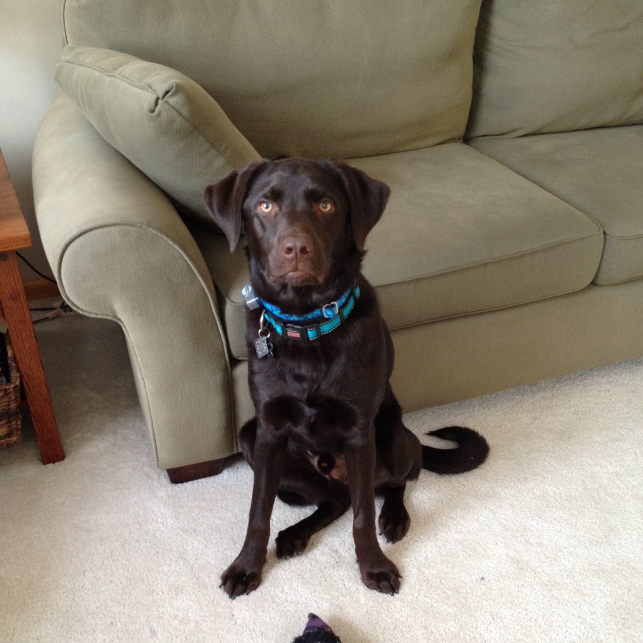#1 Sports fan of Claire and Jack , Wife, Chocolate Lab Mommy, Sister, Daughter, and 2nd Grade Teacher
