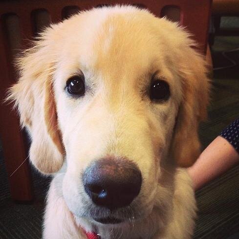DA_bronxx's profile picture. I'm a golden retriever, hanging out at Cedarville University. I love attention, treats, and to play fetch. If you see me, come say hi!