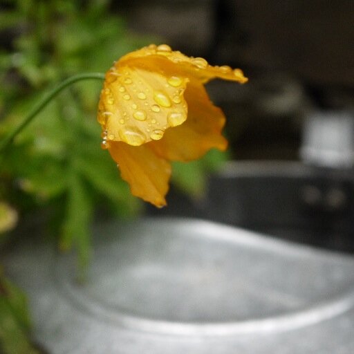 jaimepotpot's profile picture. directeur sportif