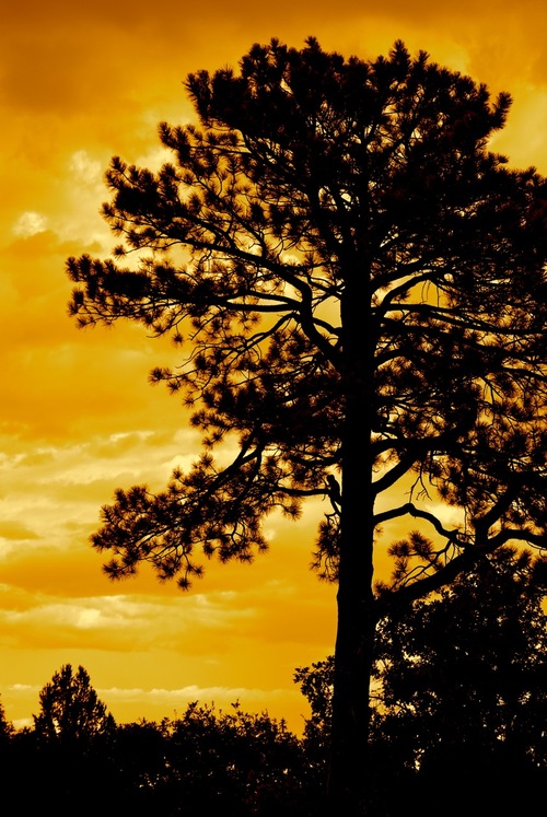 mommy_of_payton's profile picture. 