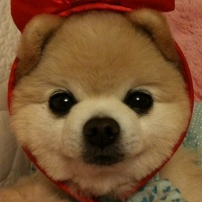 pomeranian89's profile picture. 박정희, 박근혜 대통령을 사랑하는 20대!
