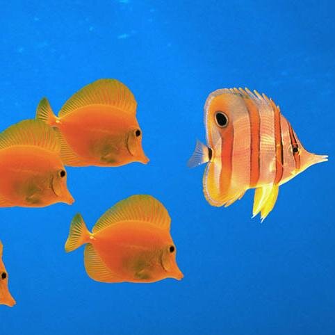 SamPelequen's profile picture. 