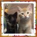Orphan Kitten Rescue (@kittyrescues) Twitter profile photo Orphan Kitten Rescue (@kittyrescues) Twitter profile photo