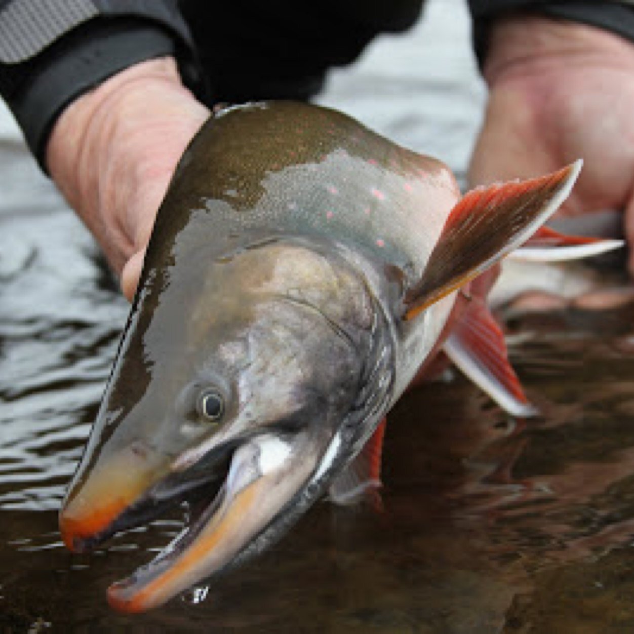 ParMark Pro is mainly a fly fishing/outfitting booking agency as well as retail. We offer any person the ability to explore the outdoors without a hassle.