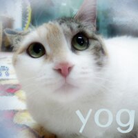 yog(@yogyog70) 's Twitter Profile Photo