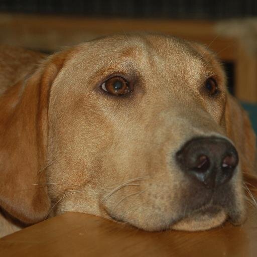 Just a handsome pooch in the city.