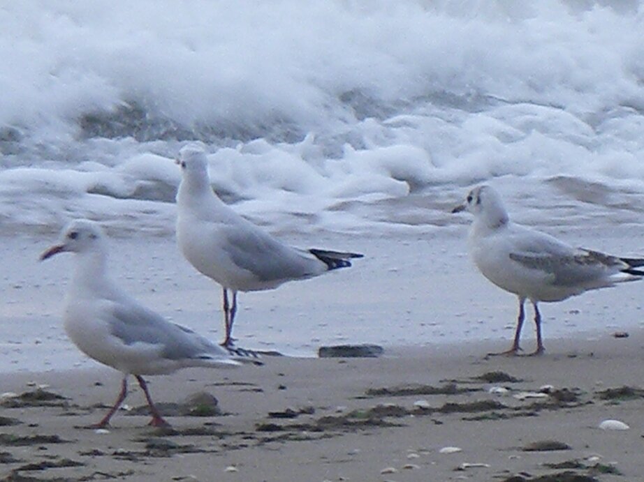 carpuntadeleste's profile picture. 