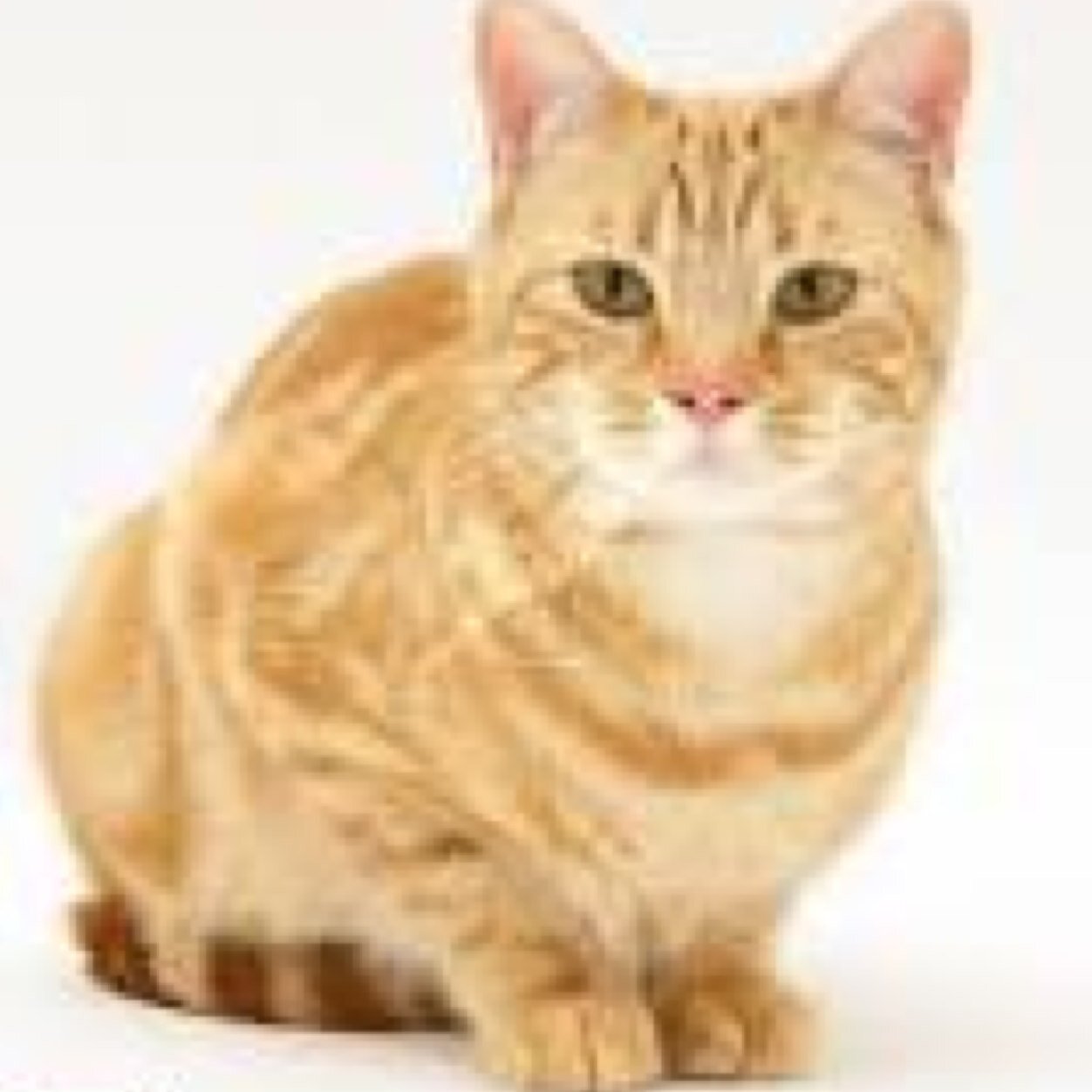 FireBoltTheCat's profile picture. Im FireBolt. Im Head Captin of the of the U.P.T.S.A (united Paws Top Secret Agents) my sis is @MeImEmily.My dad was a lion and my mom was a cat.Have fire powers