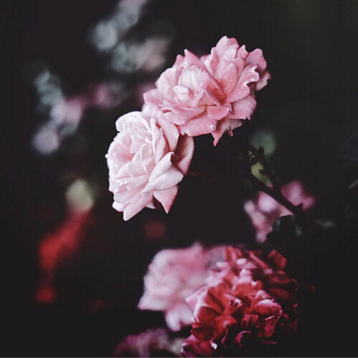 DLCWorld's profile picture. Daniela Orellana | Lihem Yossief | Cleo Umana Subscribe to us on Youtube! ❤️