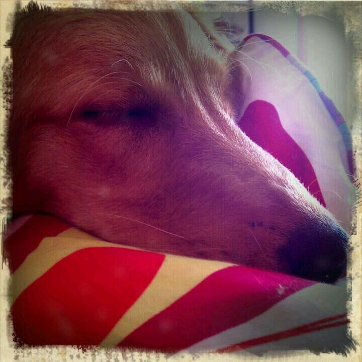 nicolearusch's profile picture. 