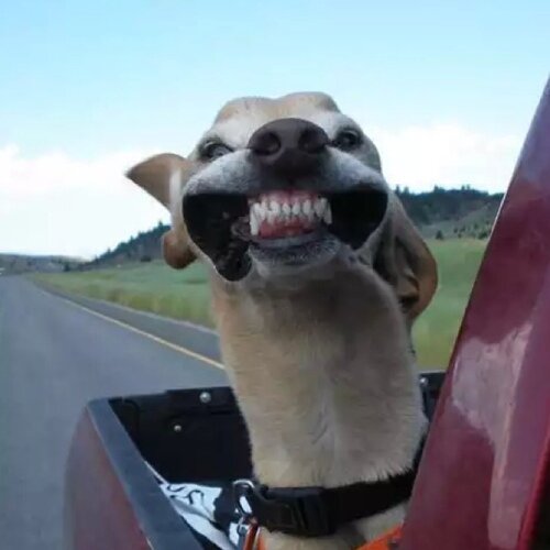 TheOkieWind's profile picture. Knocking your stuff & small children over since 1907.