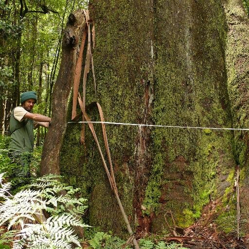 Field Ecologist, Conservation and Landscape Ecology Group of Prof David Lindenmayer, Fenner School of Environment & Society, The Australian National University