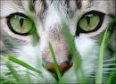 The Coolest Products Fur Your Cat !! Cat Toys, Cat Furniture, Cat Condos, Cat Carriers, Cat Strollers. Cat Litter, Cat Snacks, Cat Treats, Cat bowls, feeders
