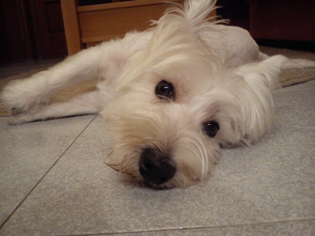 SelenaBianca21's profile picture. BIG TIME RUSH ~ Los mejores ♡♥☆★