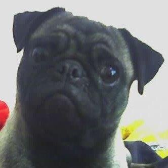 lolimatri's profile picture. 