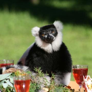 LovecraftLemur's profile picture. I am writing this under an appreciable mental strain, since by tonight I shall be no more.