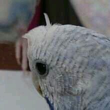 まぐろ
