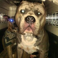 ☁Cloud9Kennels☁ (@cloud9kennels) 's Twitter Profile
