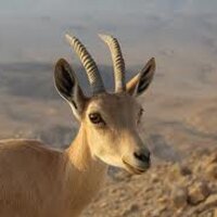 מיס קלקולציה (@yaelyael2014) 's Twitter Profile