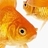 goldfishgeorge's profile image