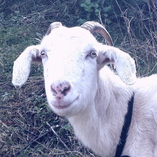 Goat, philosopher, rugby fan and ruminator on life