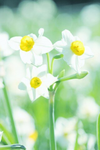 相互フォローの輪を広げるアカウントです。このアカウントを通してお友達を見つけてください。