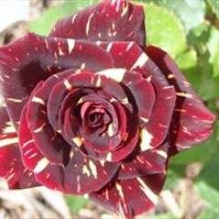 NordlieFlint's profile picture. Wholesale Florist company serving Michigan florists.