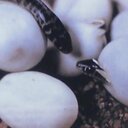 Daniel Láník - @Dandoss5 - Twitter