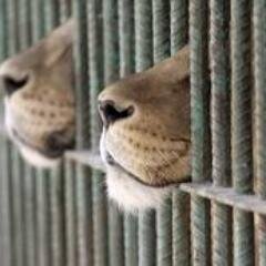 Don't you think that animals should be free like humans? Save the animals!!!!!