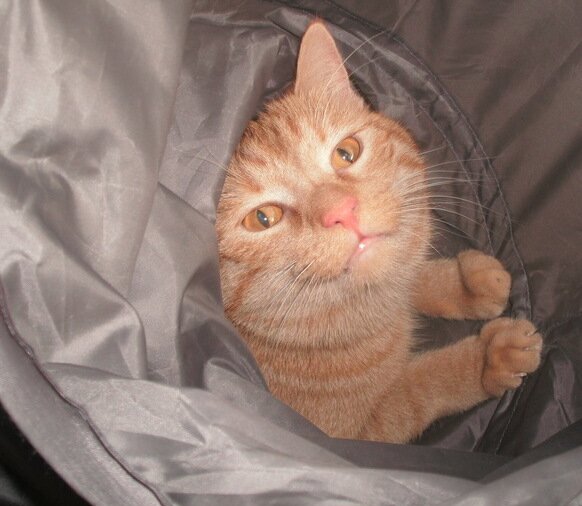 SMURFopvang's profile picture. Dierenopvang voor clienten maatschappelijke opvang, Krachtbedrijf