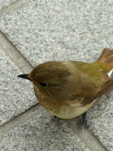 D10wwwGm's profile picture. ただのモンハンメモです(笑)よろしくお願いします(*^^*) 🤣