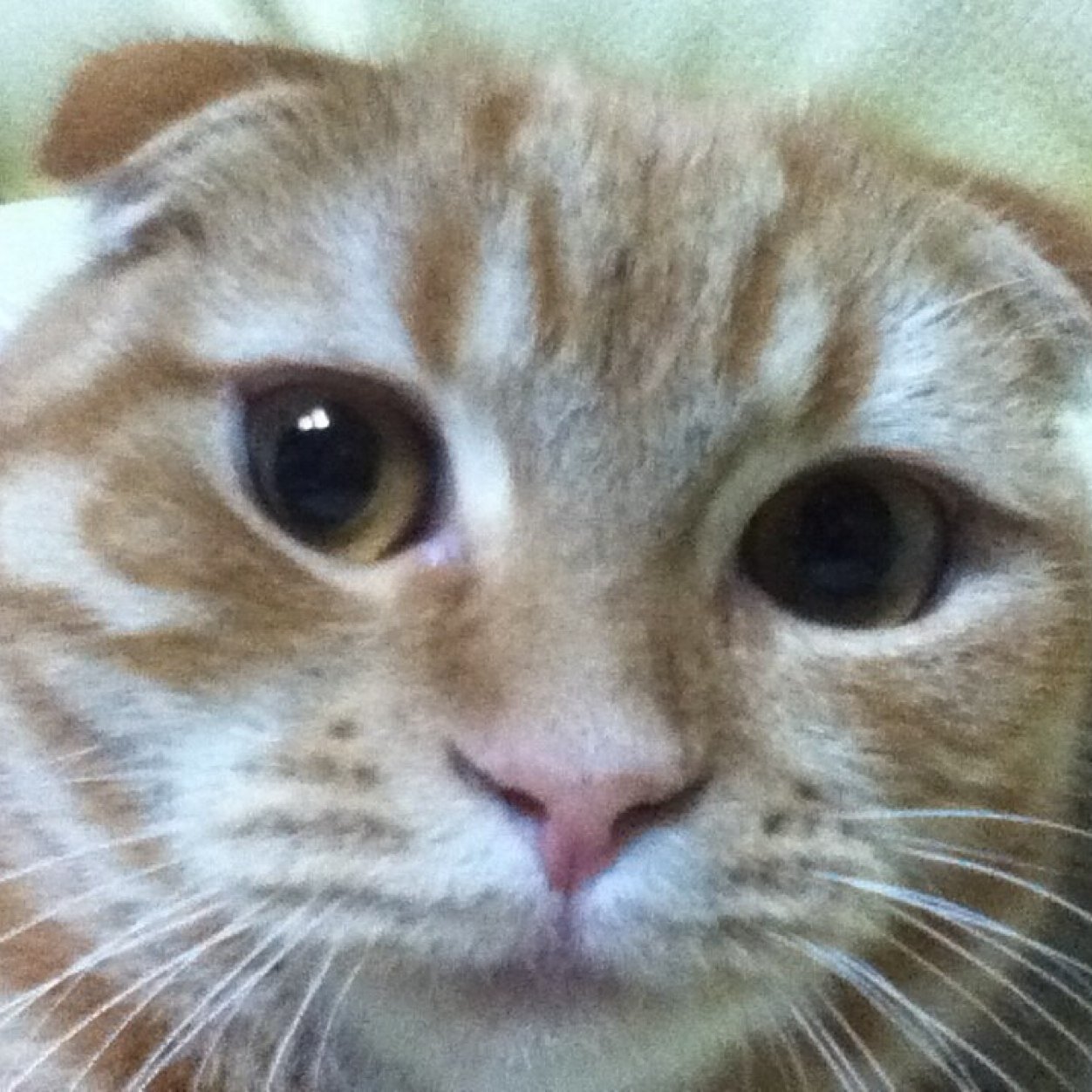 hey_mops's profile picture. l17