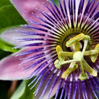 Nielsen's Florist (@nielsensflorist) 's Twitter Profile