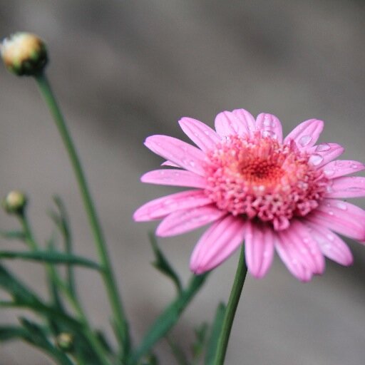 boxedviolet's profile picture. Listening Carefully