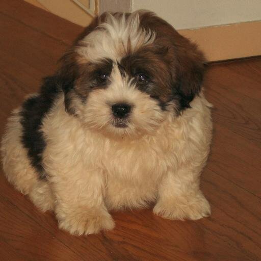 timbertom0531's profile picture. 