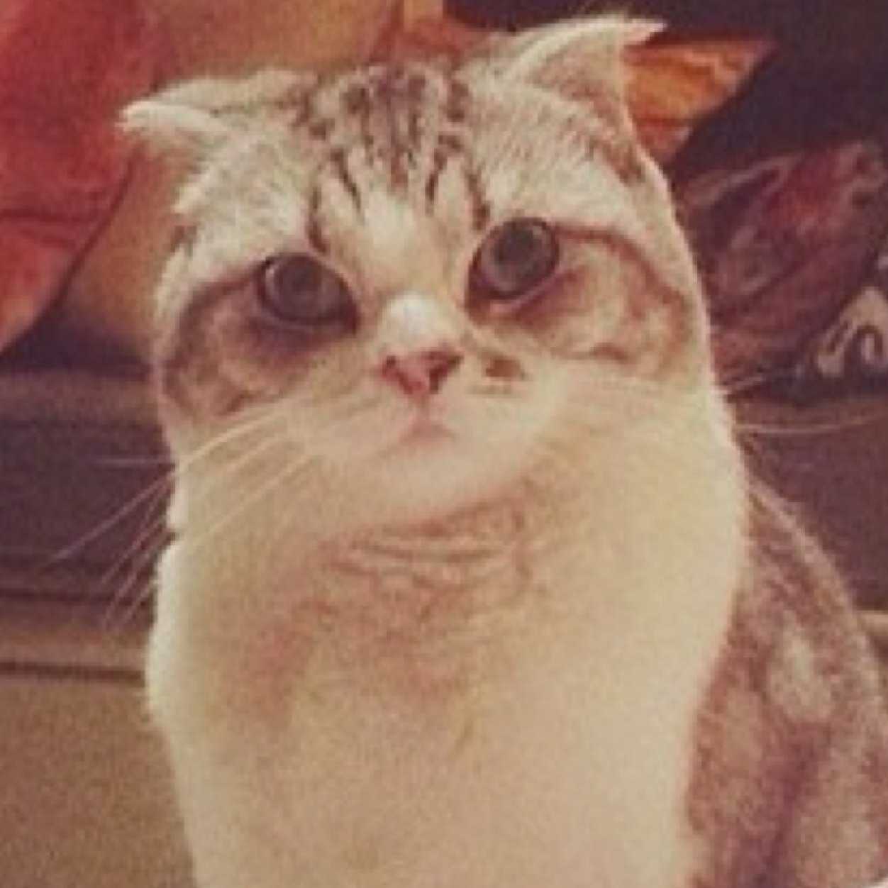 princess of kitty town hbu