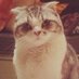 kitty town princess (@thatfckingcat) Twitter profile photo kitty town princess (@thatfckingcat) Twitter profile photo
