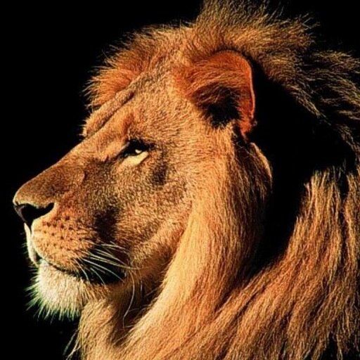 neldel08's profile picture. 